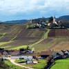 Burgundy Wines Section